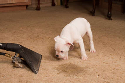 Carpet odor removal by Pure Fresh Carpet Cleaning